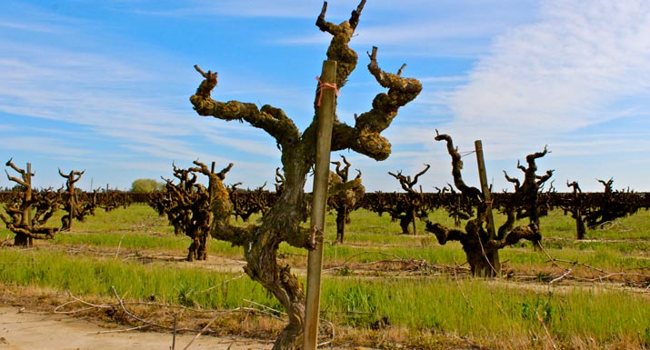 photo of Marian's Vineyard
