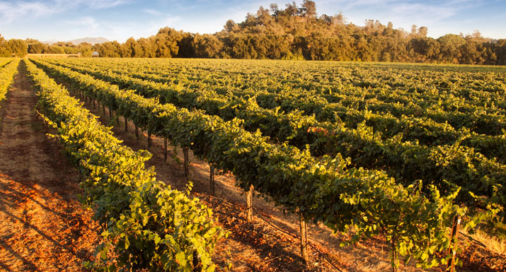 Sustainable winegrowing