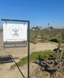 Vineyard Excursion